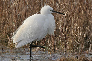 De Kleine zilverreiger